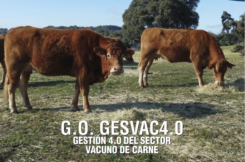 RESULTADOS G.O. GESVAC 4.0
